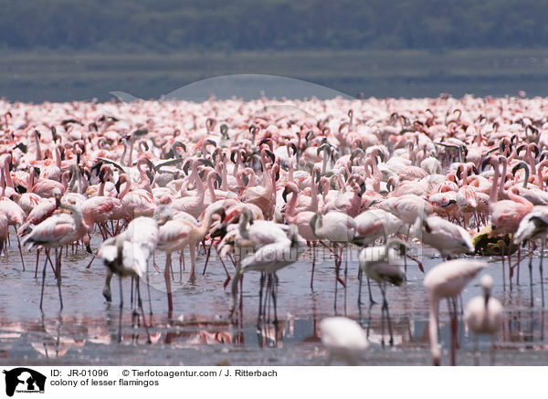 Kolonie Zwergflamingos / colonyof lesser flamingos / JR-01096